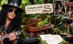 Si chiama Lielaphis slashi: ecco perché gli scienziati hanno scelto proprio il nome di Slash per la nuova specie di serpente.